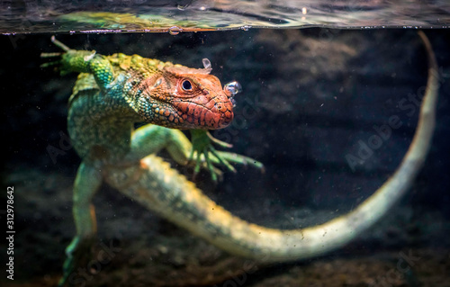 Caiman Lizard swimming in the water 