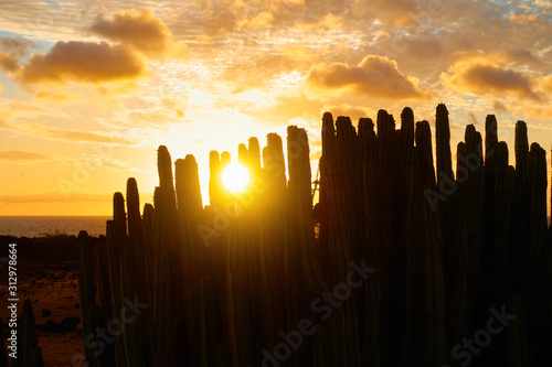 Slhouette of cactus and colorful sky at sunset in Tenerife