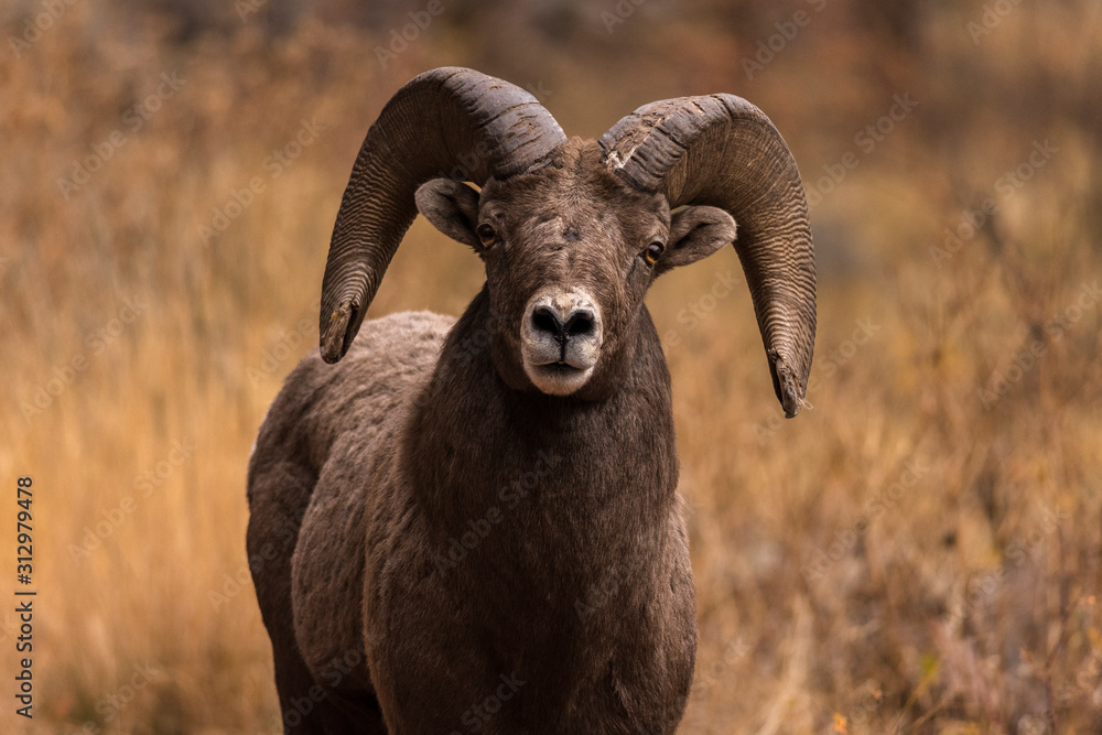 Obraz premium a bighorn ram in rut looks for a mate