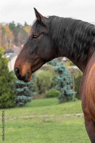 Bay latvian breed horse outside. Animal portrait. © aurency