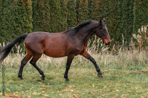 Bay latvian warmblood breed horse runs in the field