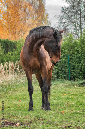 Tableau sur toile Bay latvian warmblood breed horse stands in the field and bends its neck