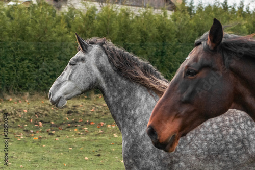 Two horses -grey and brown - running forward in the field. Animal portrait, in motion.