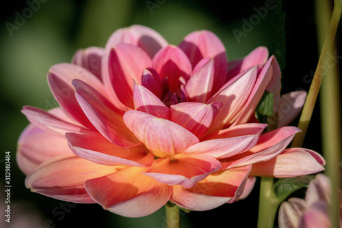 Foto Detailed  close up of a  pink Leonard dahlia flower