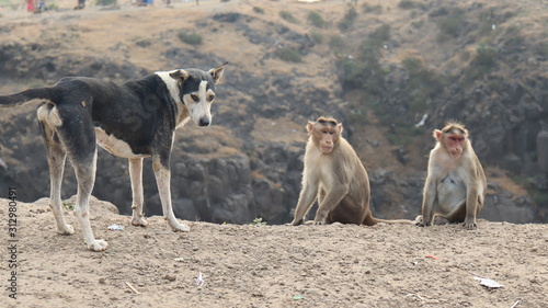 Friendship between a dog and two monkeys.