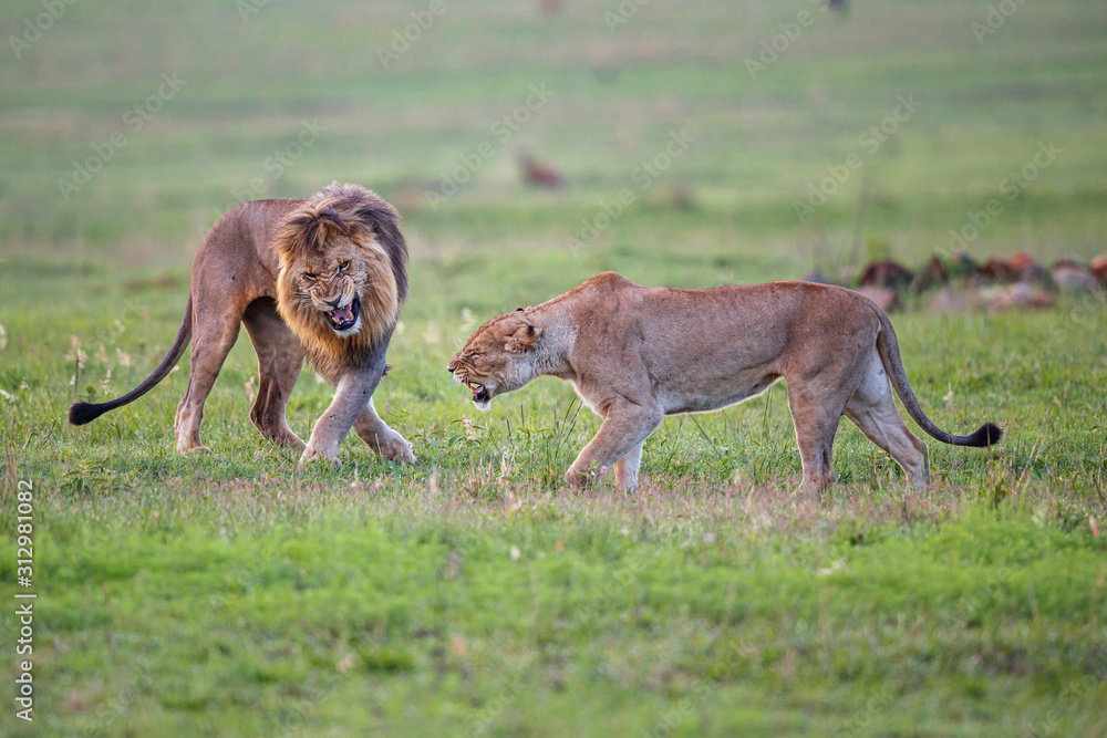 Mating couple of lions that it is not entirely in agreement in Nkomazi game reserve in South Africa Mating couple of lions that it is not entirely in agreement in Nkomazi game reserve in South Africa