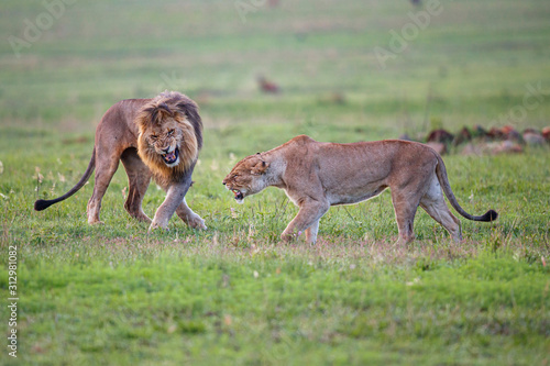 Mating couple of lions that it is not entirely in agreement in Nkomazi game reserve in South Africa