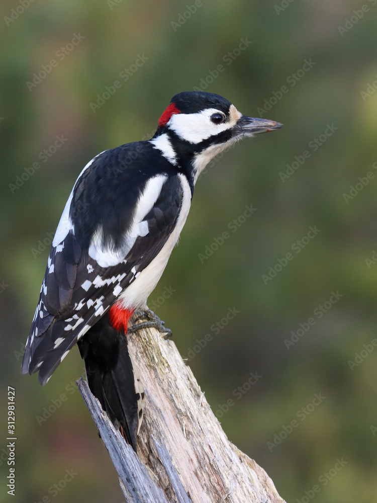 Fototapeta premium great spotted woodpecker