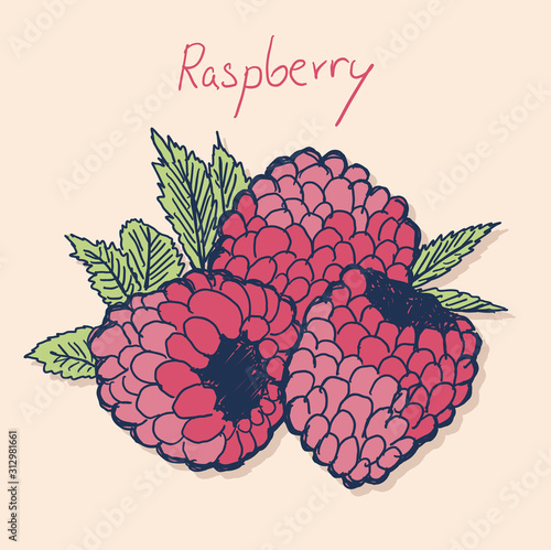 Raspberries color drawing raspberry vector illustration in flat minimal style, isolated on background