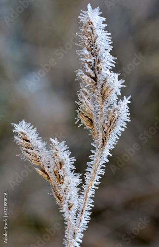 gefrorenes Gras im Winter photo