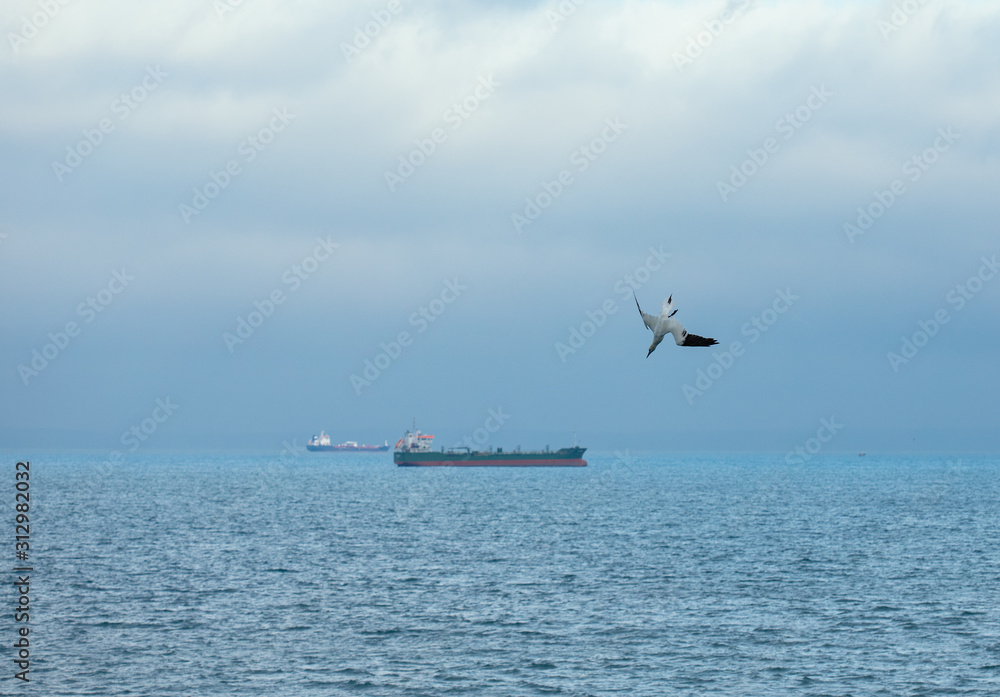 bird flying in the sky 