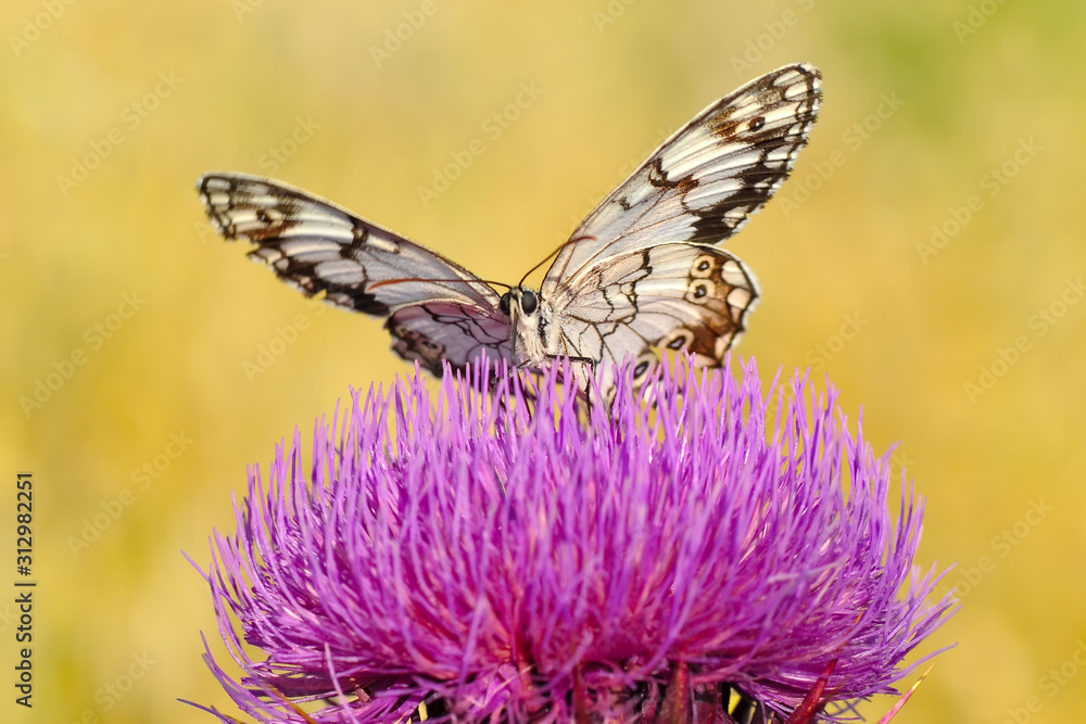 Closeup beautiful butterfly sitting on the flower. Closeup beautiful butterfly sitting on the flower.