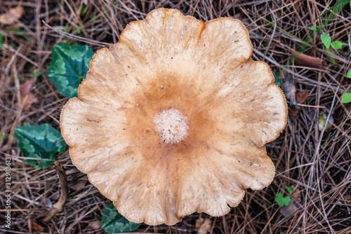 Mushrooms in the forest. Large wild mushrooms.