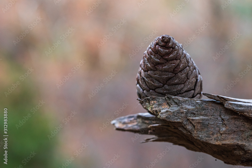 Dried pine cone on dry branch.
