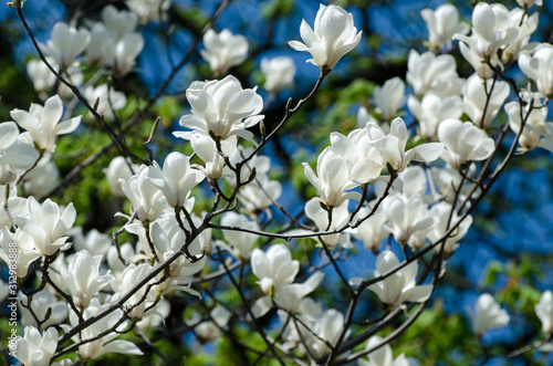 Beautiful magnolia tree blossoms in springtime. Jentle white magnolia flower against sunset light. photo