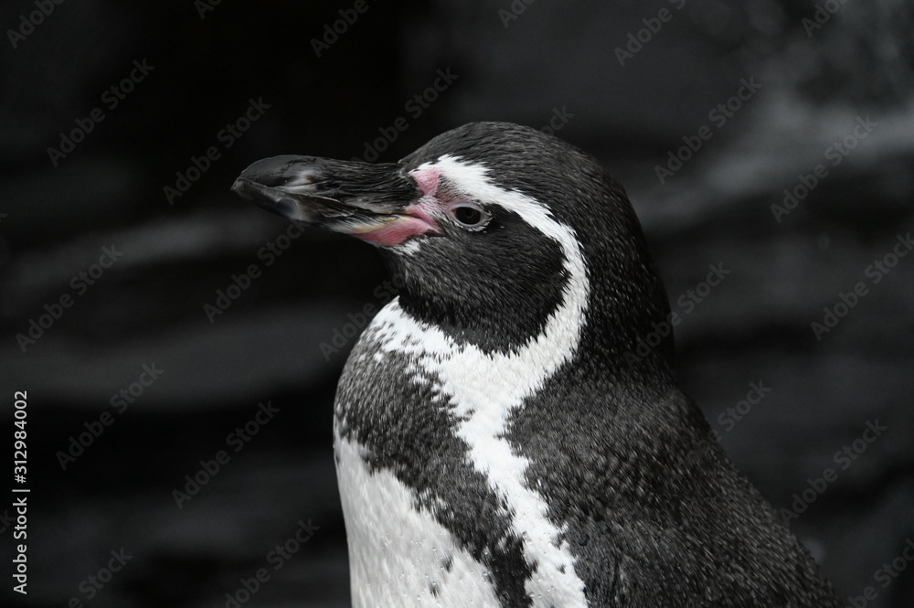 Obraz premium Penguin