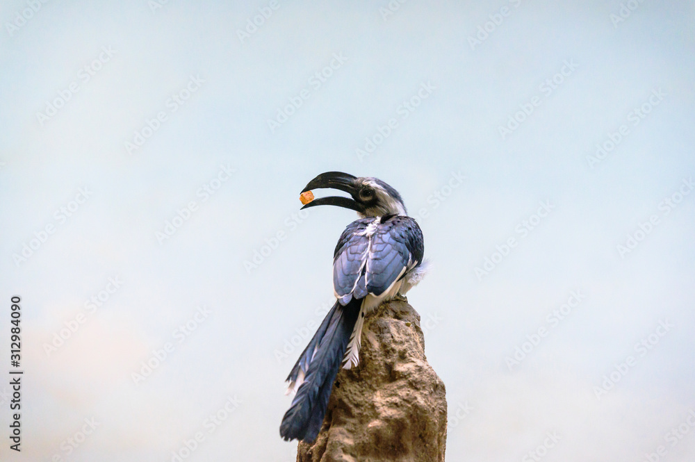 Obraz premium Von der Decken's Hornbill perched on a rock observing its environment, enjoying an afternoon snack