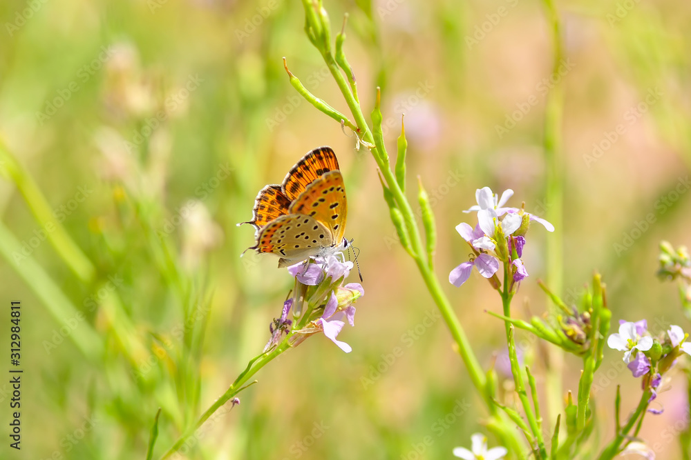 Closeup beautiful butterfly sitting on the flower. Closeup beautiful butterfly sitting on the flower.