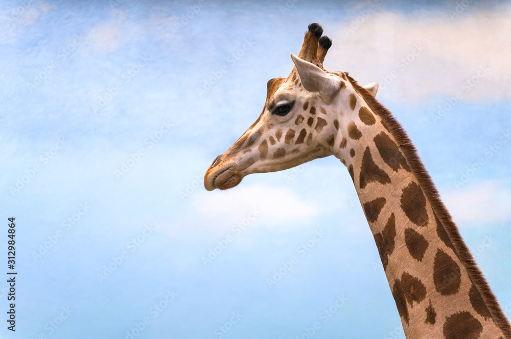 Closeup on a giraffe's face and neck on a leisurly afternoon Closeup on a giraffe's face and neck on a leisurly afternoon