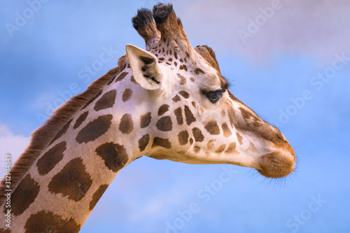 Closeup on a giraffe's face and neck on a leisurly afternoon