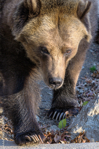 Wallpaper Mural An adult Grizzly Bear in its natural habitat Torontodigital.ca