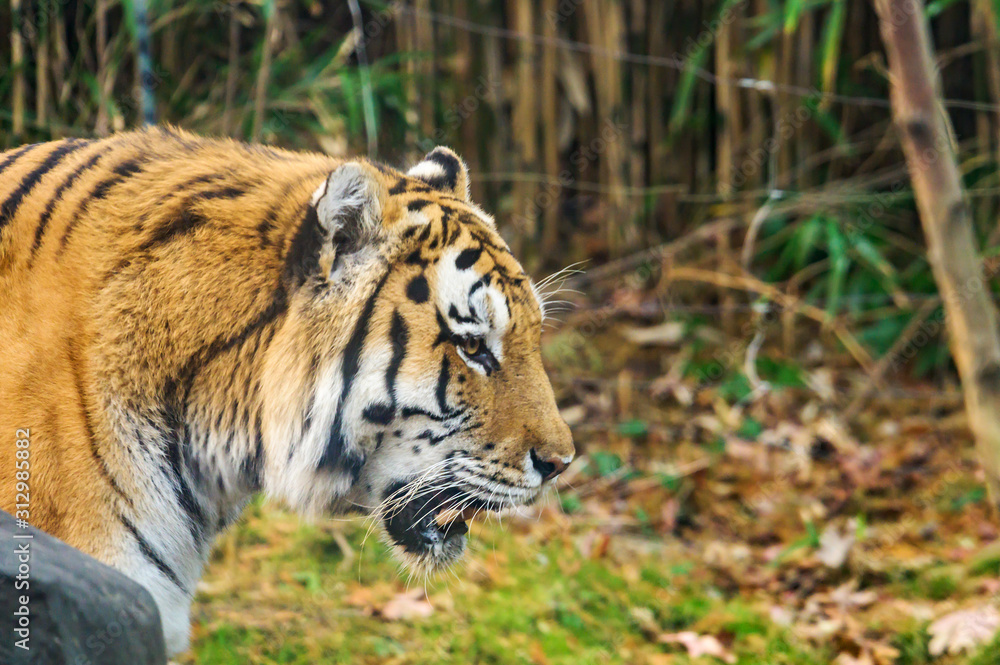 Fototapeta premium A majestic Royal Bengal Tiger, in its natural habitat