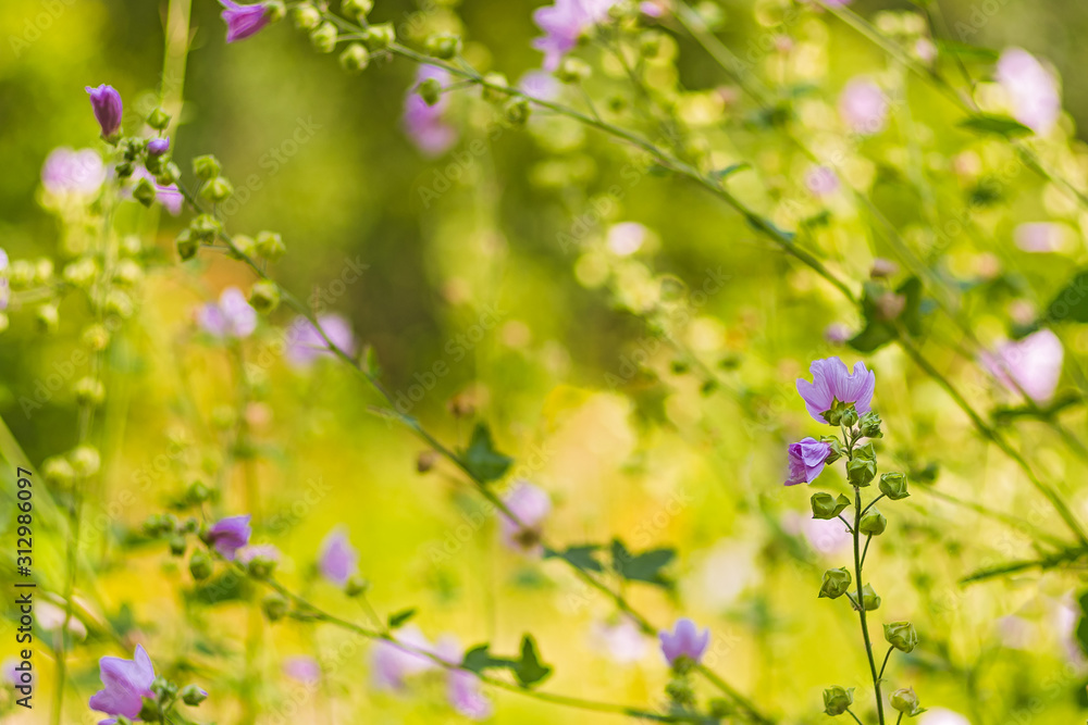 Medicinal plants. Hatma Thuringian (Lavatera thuringiaca). Soft focus. Natural blurred background. Copy space for text.. Medicinal plants. Hatma Thuringian (Lavatera thuringiaca). Soft focus. Natural blurred background. Copy space for text..