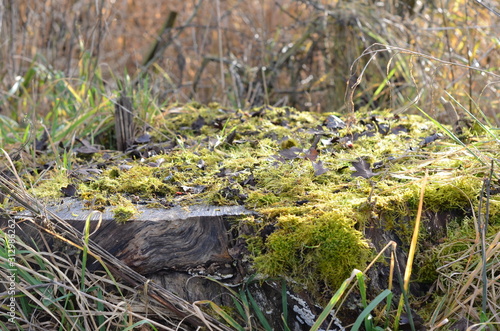 moss in the forest © Marina