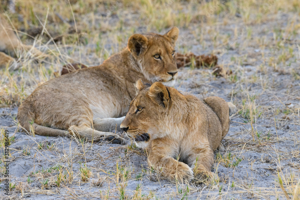 Young Lion cubs (Panthera leo), about 6 months old, Khwai Private Reserve, Okavango Delta, Botswana Young Lion cubs (Panthera leo), about 6 months old, Khwai Private Reserve, Okavango Delta, Botswana