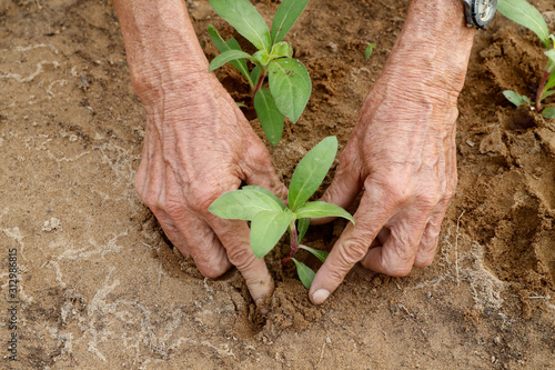 Close-up of Vietnamese farmer planting seedlings in Organic vegetable gardens in Tra Que Village, Hoi An, Vietnam photo