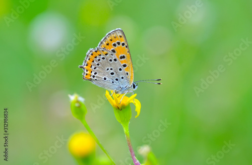 Schilderij op canvas Closeup   beautiful butterflies sitting on the flower.