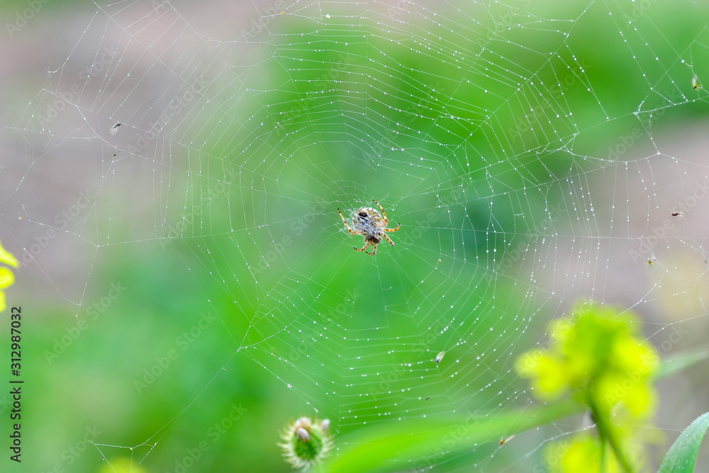 Beautiful spider on a spider web- Stock Image Beautiful spider on a spider web- Stock Image