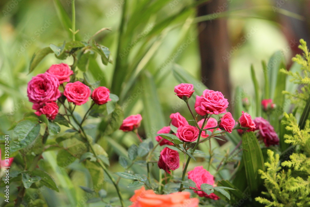 red flowers in garden red flowers in garden