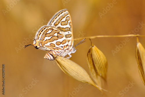 Fotografija Closeup   beautiful butterflies sitting on the flower.