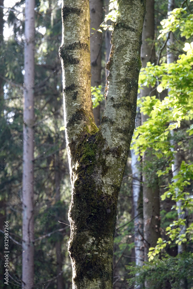 Stamm einer Birke