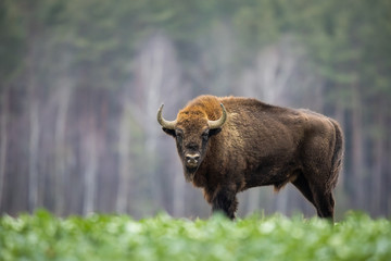 Fototapete Bison Wisent im polnischen Knyszyn Urwald  © szczepank