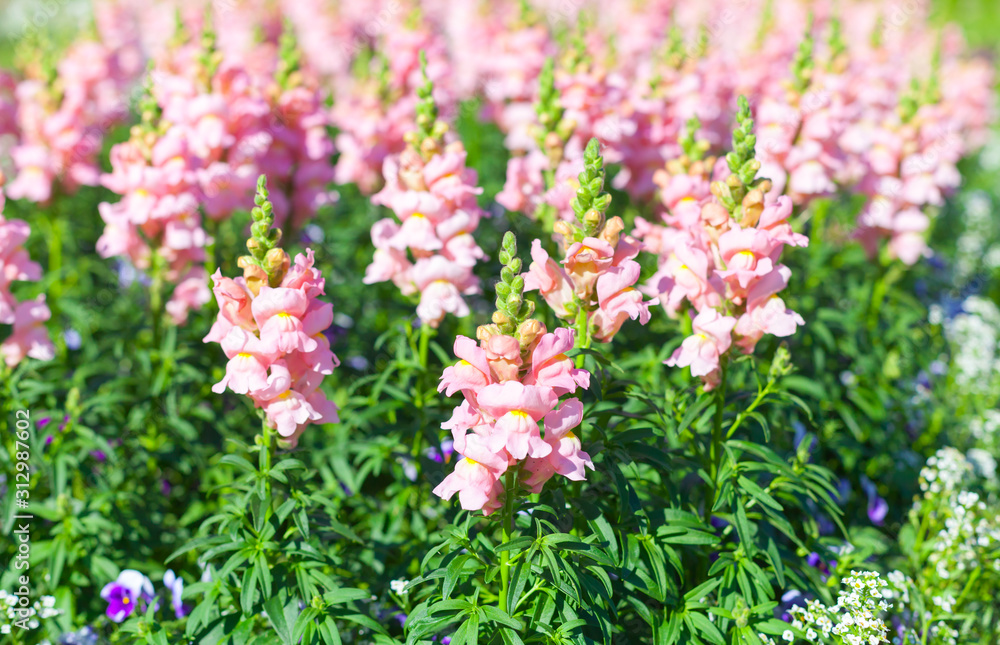 Flowers grow in a summer garden, natural background photo Flowers grow in a summer garden, natural background photo