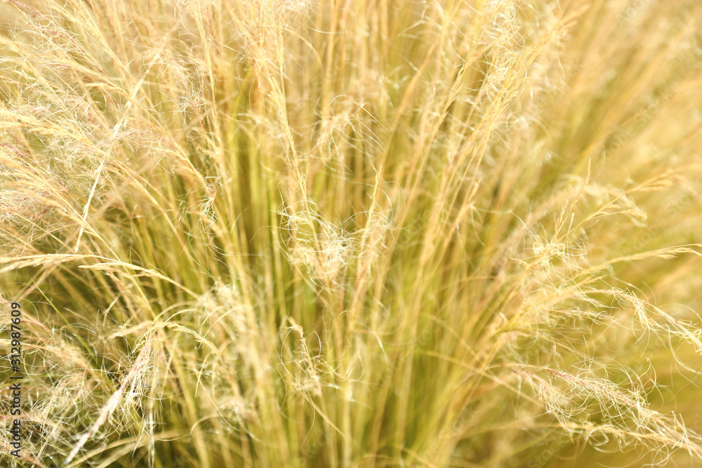 abstract image of reeds abstract image of reeds