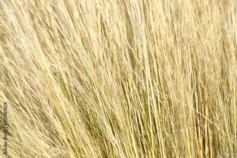 abstract image of reeds abstract image of reeds