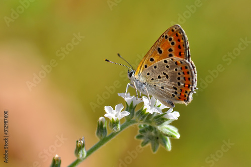 Wallpaper Mural Closeup   beautiful butterflies sitting on the flower. Torontodigital.ca