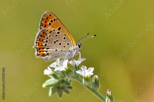 Fototapeta Closeup   beautiful butterflies sitting on the flower.
