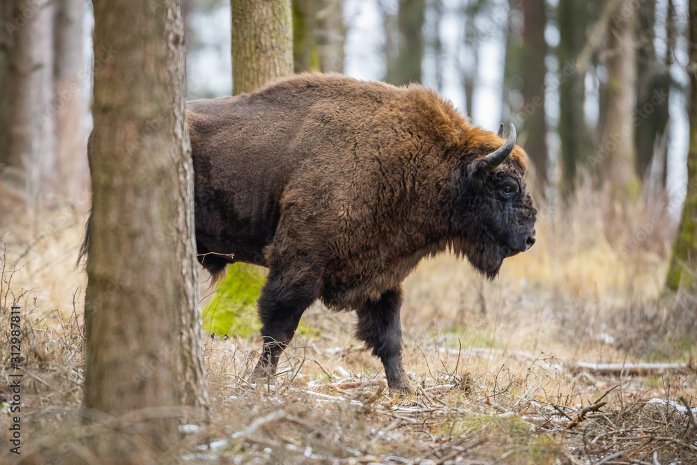 European bison - Bison bonasus in the Knyszyn Forest (Poland) European bison - Bison bonasus in the Knyszyn Forest (Poland)