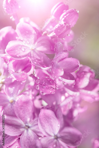 Lilac flowers background.