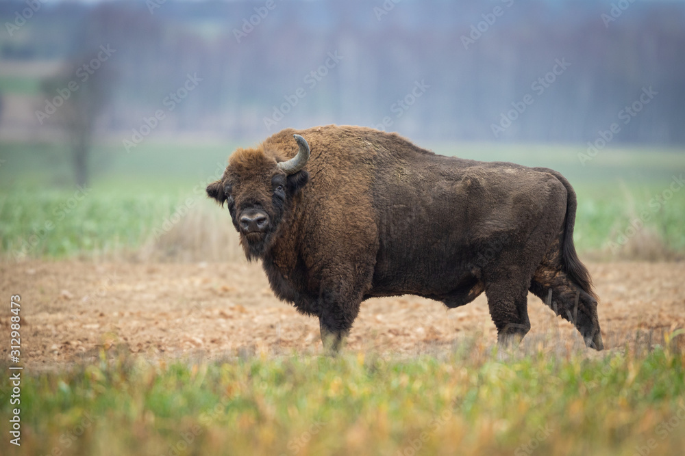 European bison - Bison bonasus in the Knyszyn Forest (Poland) European bison - Bison bonasus in the Knyszyn Forest (Poland)