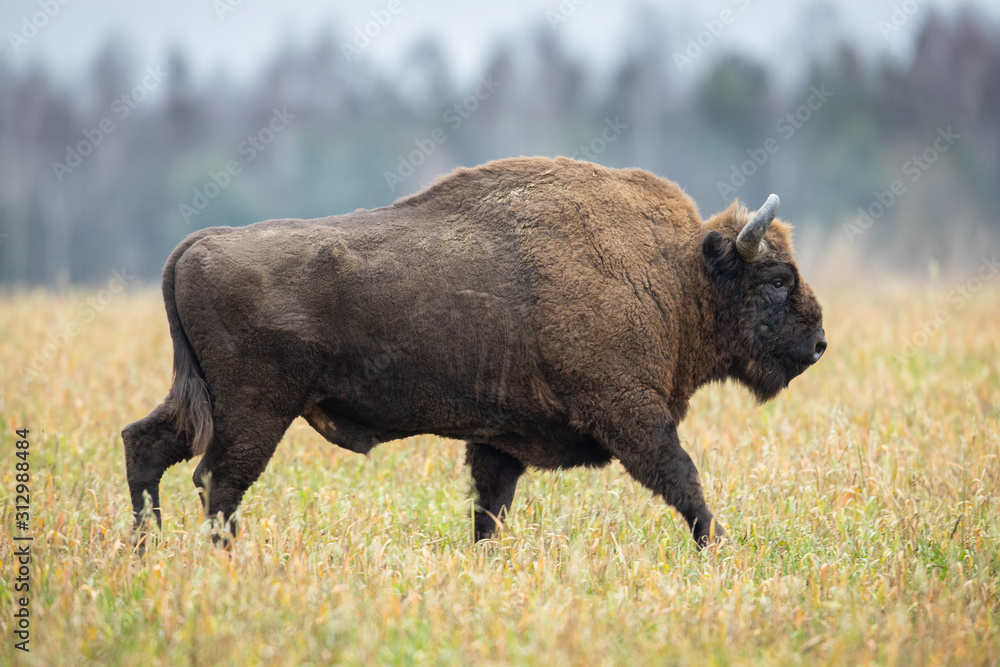 European bison - Bison bonasus in the Knyszyn Forest (Poland) European bison - Bison bonasus in the Knyszyn Forest (Poland)