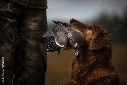 Hunting dog carrying dead bird