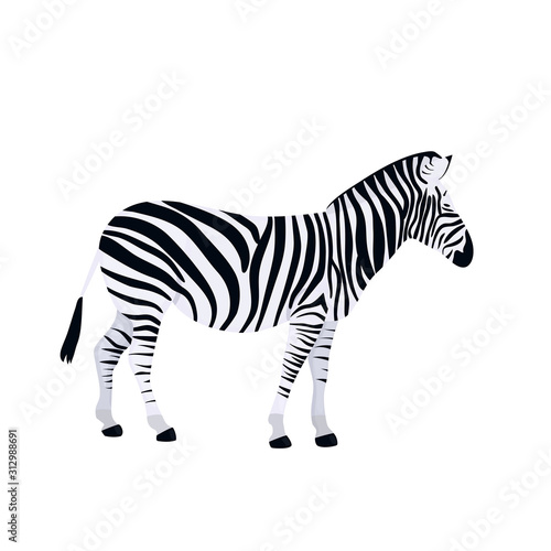 Zebra isolated on white background. African animal vector.