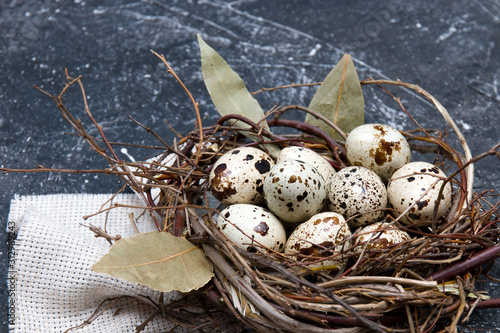 quail eggs in a nest of twigs with bay leaf on a dark background copy space