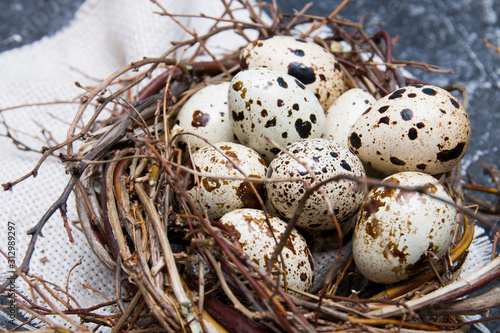 quail eggs in a nest of twigs with bay leaf on a dark background copy space close up..