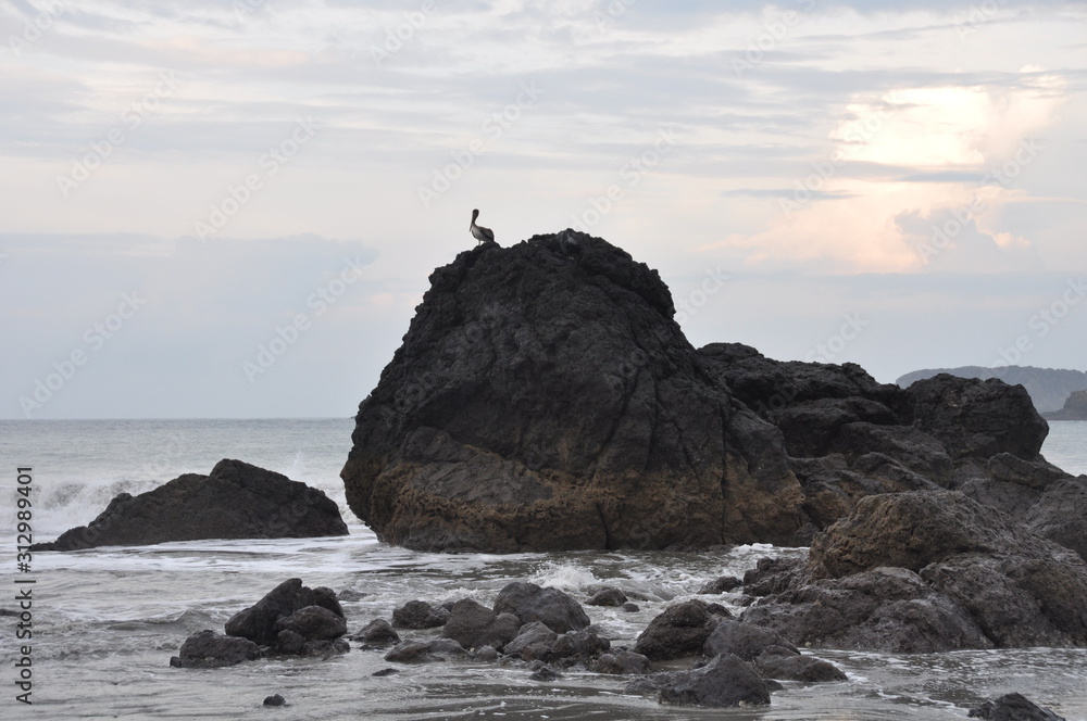 Seabird on Rocky Beach in Manuel Antonio, Costa Rica